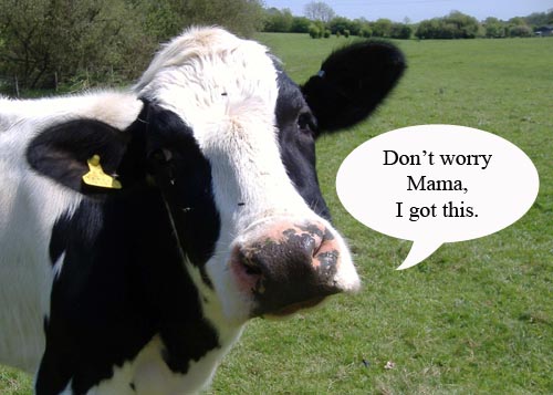 My Mommyology cow